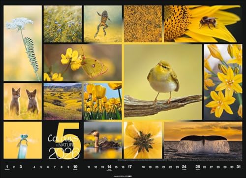 Calendar 'Colours of Nature' 2026: Large photo wall calendar in landscape format (68x49cm)
